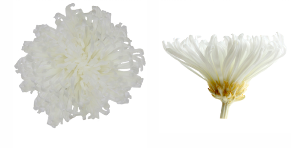 Crizantema criogenata alb Ø7-8cm