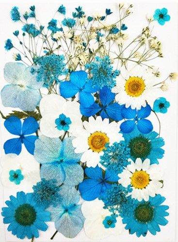 Flori presate albastre