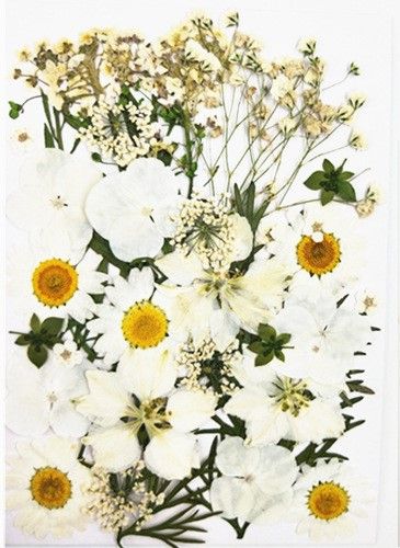 Flori presate albe