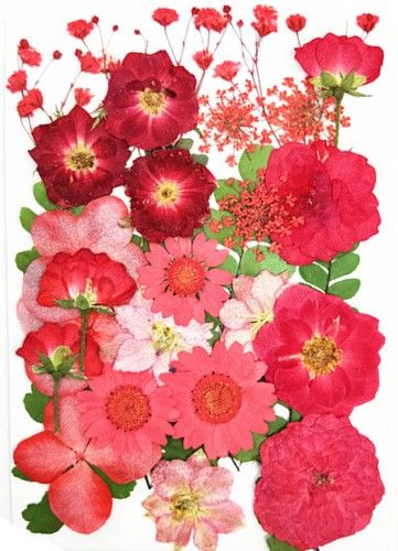 Flori presate rosii