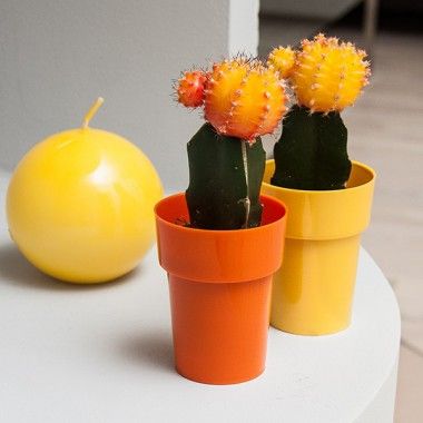 Ghiveci plastic mini Ø6cm portocaliu