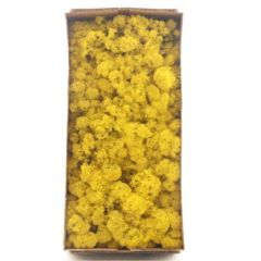 Licheni conservati Lemon-Yellow  500G