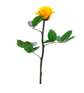 Trandafir criogenat tija 27cm Ø3.5-4.5cm galben