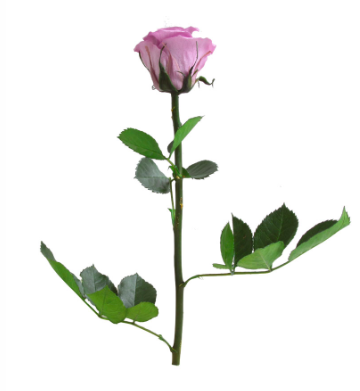 Trandafir criogenat tija 27cm Ø3.5-4.5cm lila