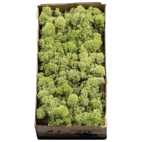 Reindeer moss 500g mint green