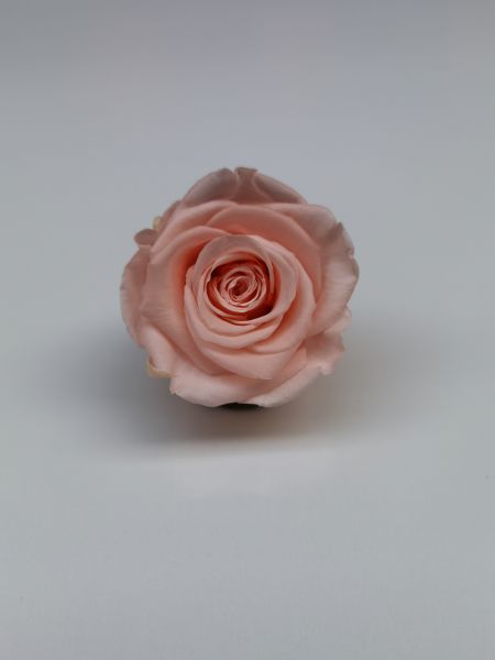Trandafir criogenat Ø5.5-6cm porcelain