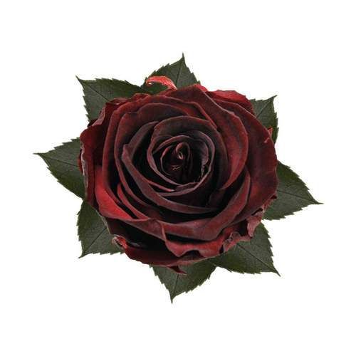 Trandafir criogenat Ø5.5-6cm burgundy