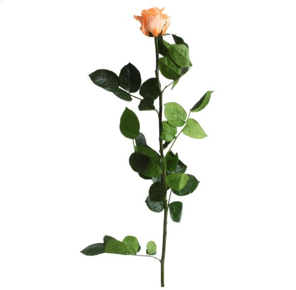 Trandafir criogenat tija 45cm Ø5CM vrac piersica