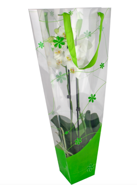 Punga orhidee 12x11x70cm verde