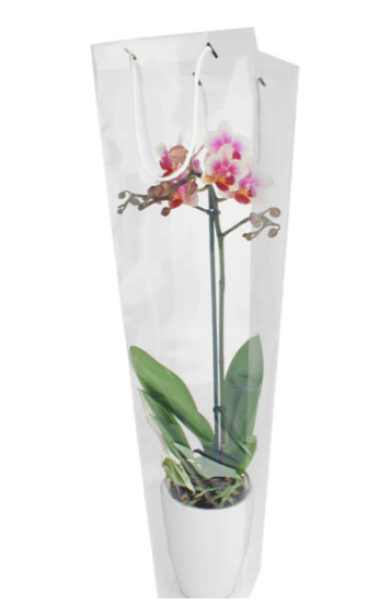 Punga orhidee 19x12x47cm transparenta