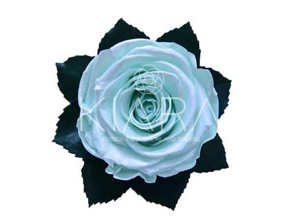 Trandafir criogenat Ø5.5-6cm satin tiffany