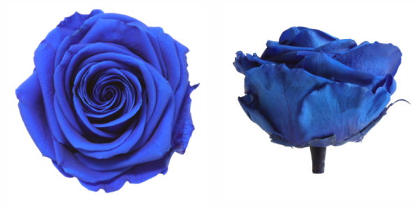 Trandafir criogenat Ø7-8cm albastru inchis