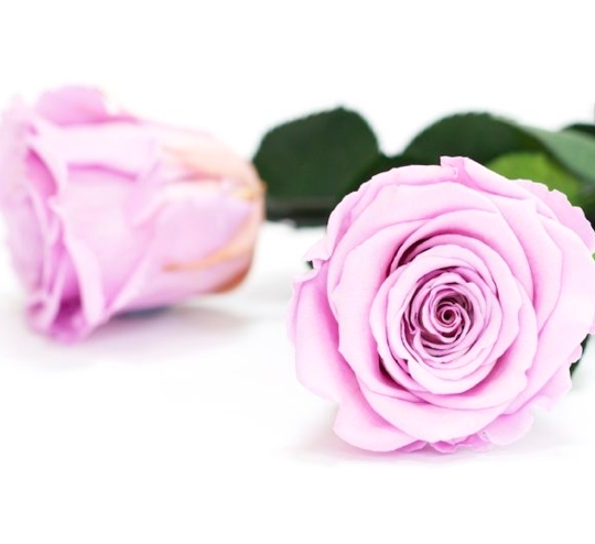 Trandafir criogenat tija 30cm Roseamor Ø4.5cm violet 03