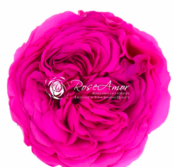 Trandafir criogenat garden Ø5.5-6cm roz inchis