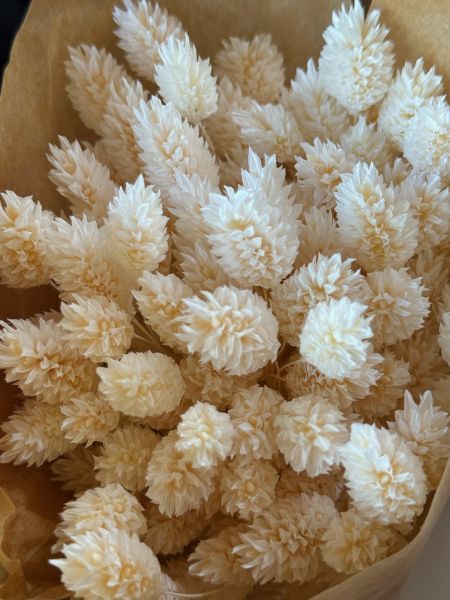 PhalarIs uscat alb