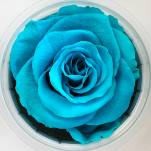 Trandafir criogenat Ø5.5-6CM castiel light blue