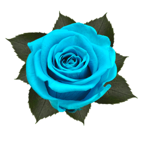 Trandafir criogenat Ø5.5-6cm aquamarine