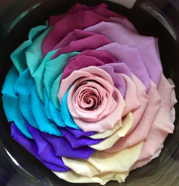 Trandafir criogenat Ø9-10cm rainbow pastel
