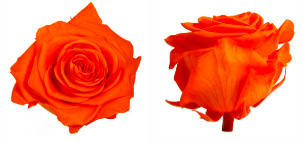 Trandafir criogenat Ø7-8cm portocaliu