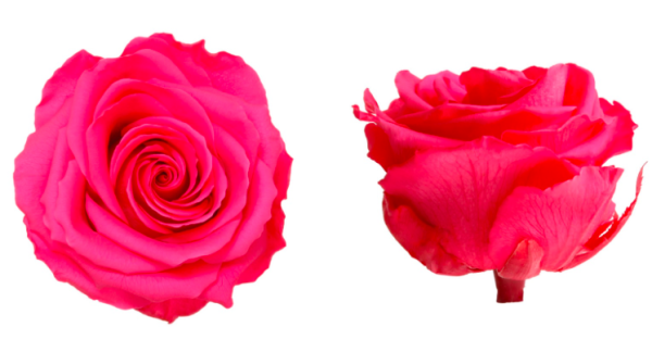 Trandafir criogenat Ø7-8cm roz inchis